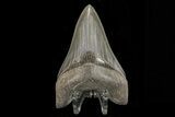 Serrated, Fossil Megalodon Tooth - Beautiful, Lower #78196-1
